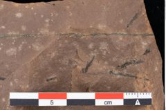 Foto (Detailansicht) von Glyptostrobus europaeus Brongniart (NHMW-GEO-2024-0188-0176)